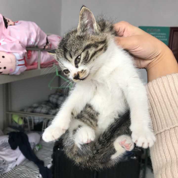 如何挑选猫咪比较好,挑选猫咪