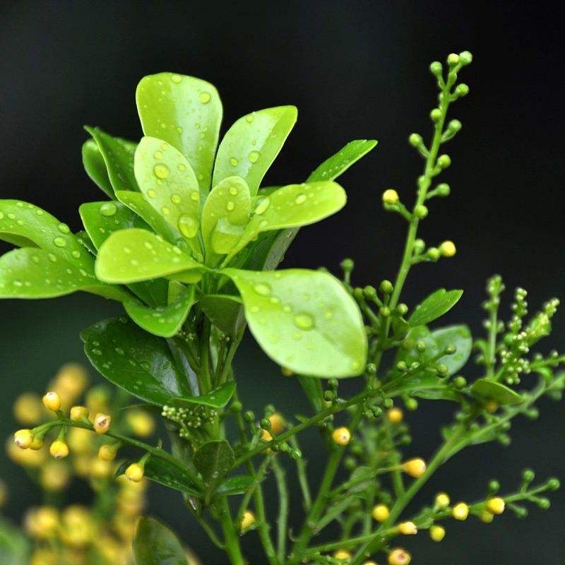 米兰花太高了怎么办,米兰花特别多怎么办