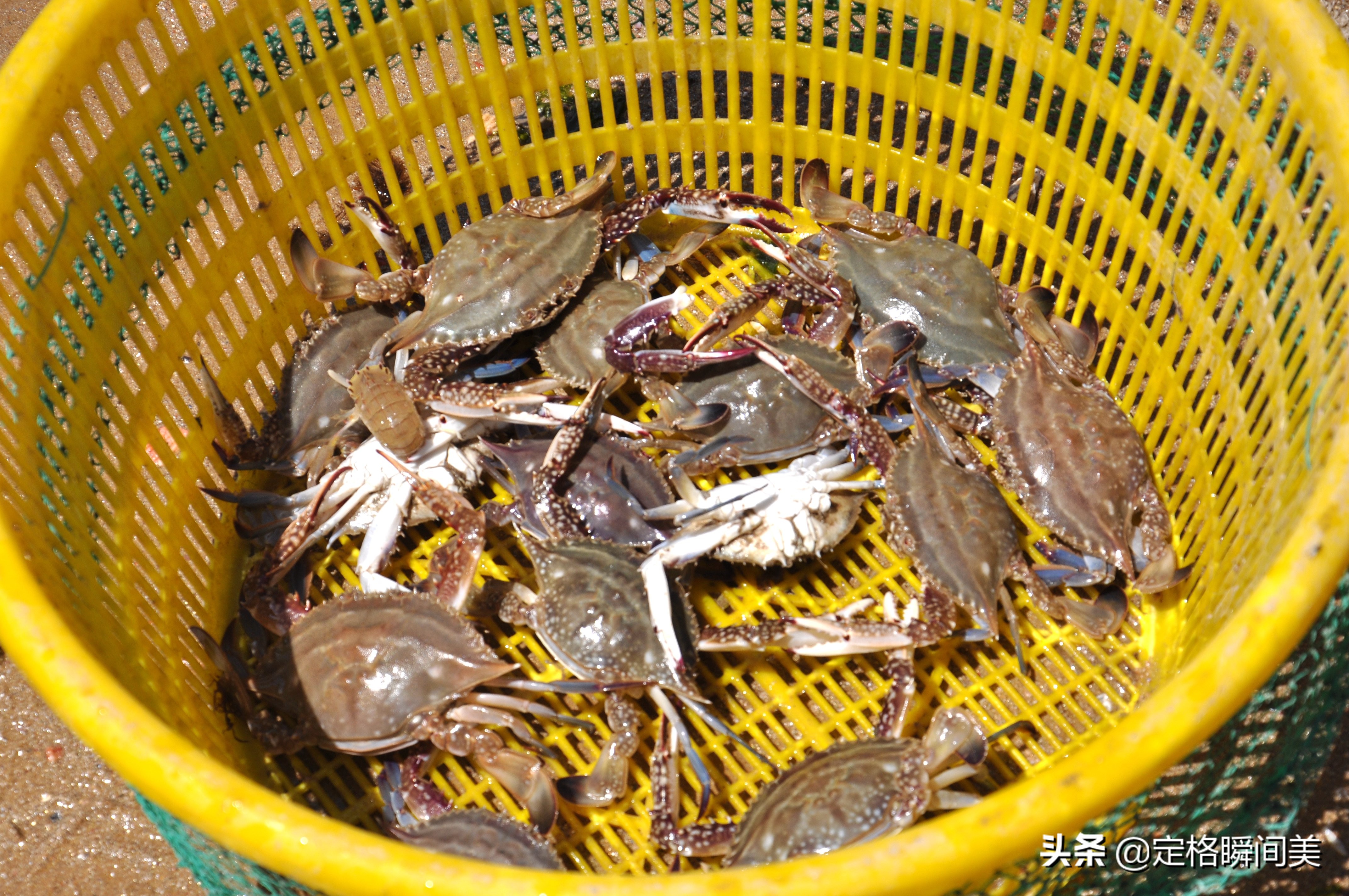青岛纯野生海参深海海参冷冻即食,青岛纯野生海参