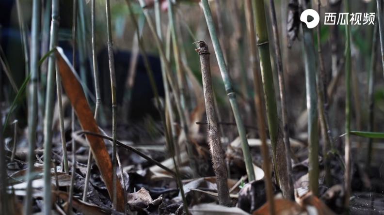 居不可无竹食不可无笋,居不可无竹食不可无笋的含义