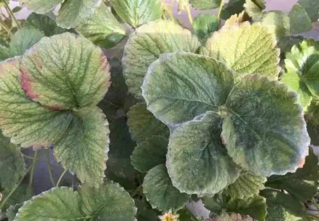 叶螨的危害,草莓螨害发生规律