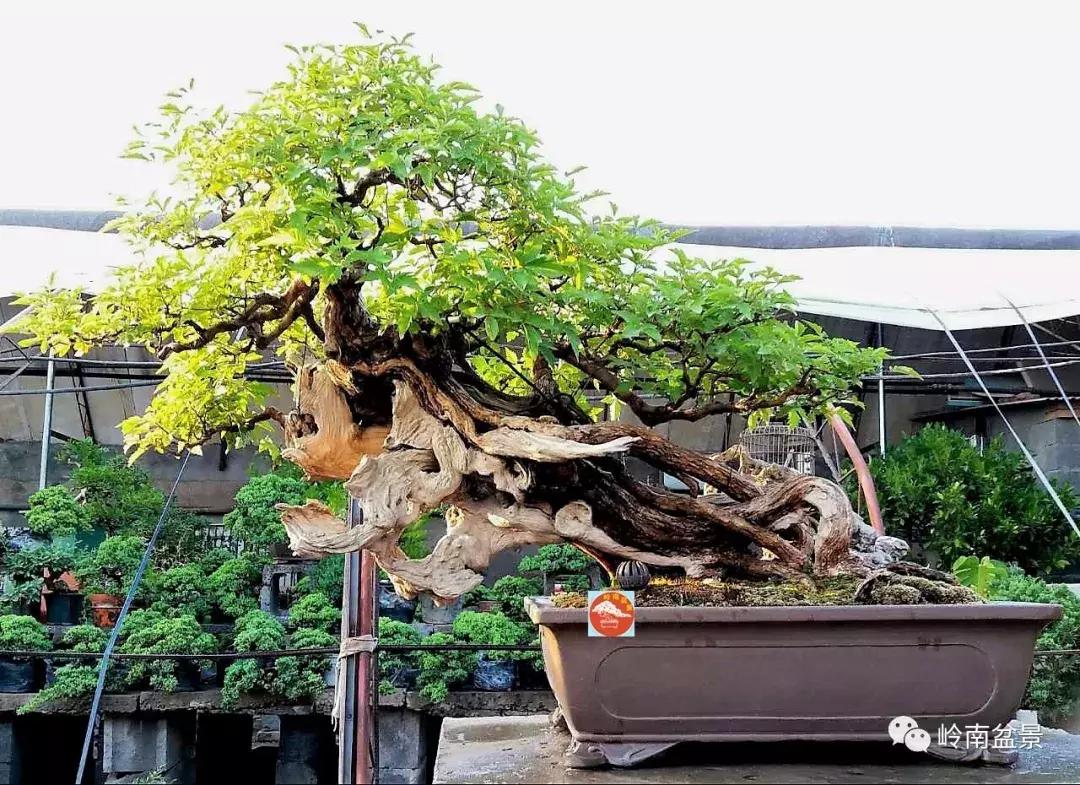 造型极美的盆景一起来欣赏,一组风吹出来的盆景欣赏动感十足