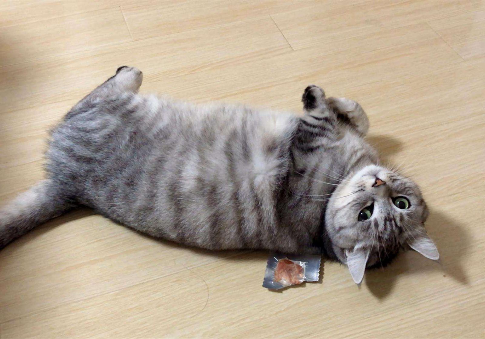 猫咪吃糖吃的很欢,猫咪吃糖会怎么样