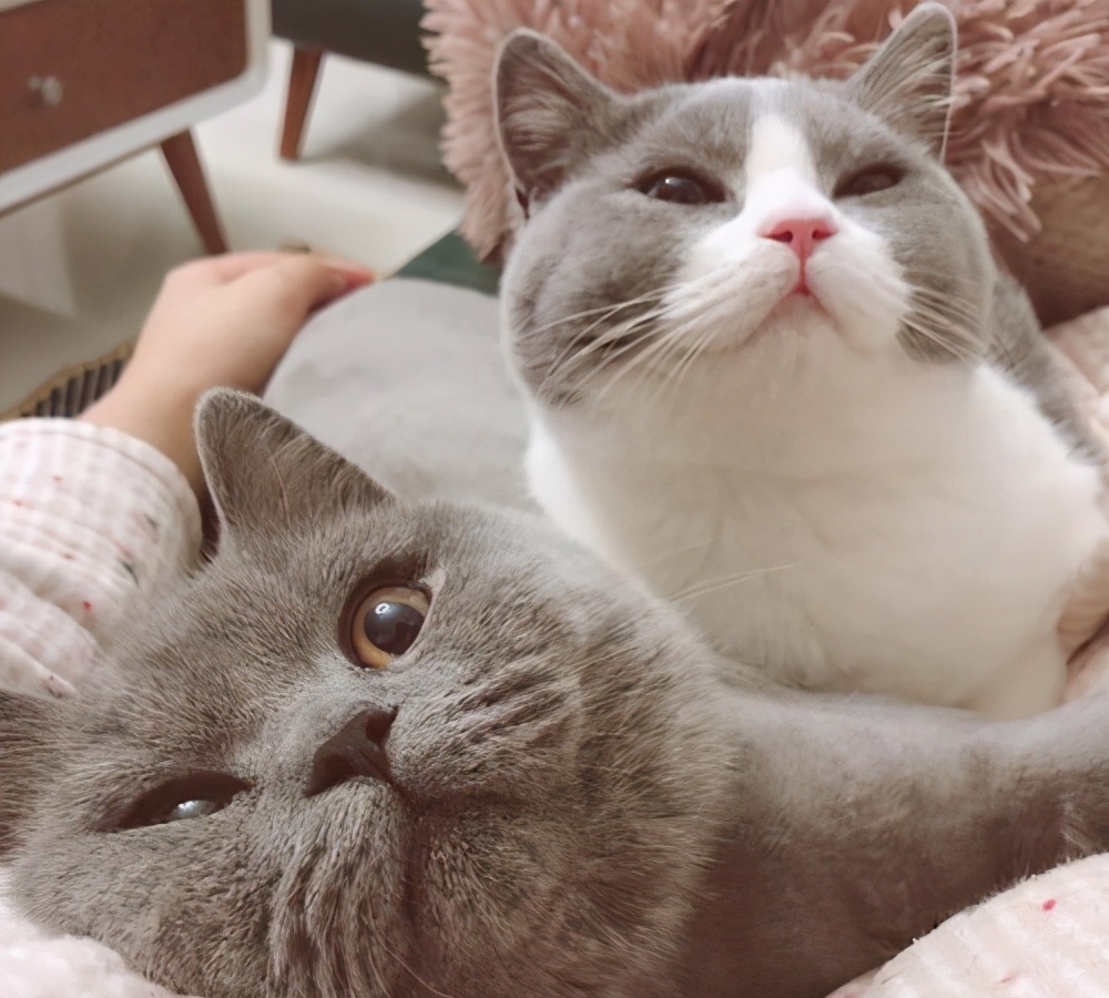 为什么很多人选择养英短蓝猫,英短猫为什么不建议养金渐层
