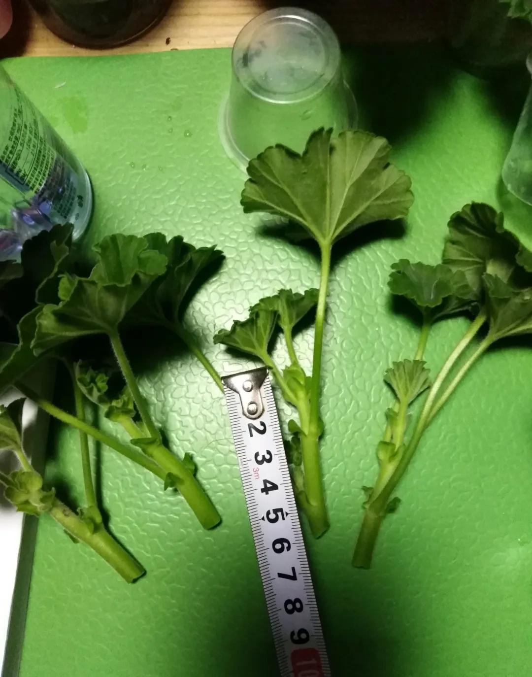 天竺葵怎么扦插容易成活图片,冬季天竺葵扦插怎样成活率高