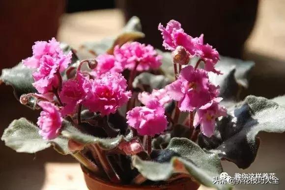 4种耐阴花好看好养活室内也能开,和绿萝长得很像耐阴的植物