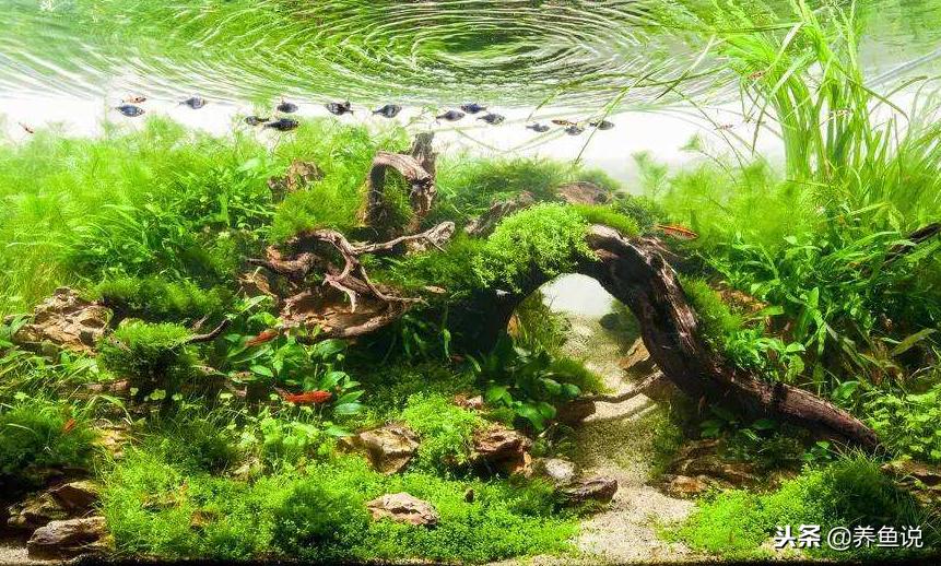 鱼缸黄水的原因和解决办法,鱼缸黄水的原因和处理方法