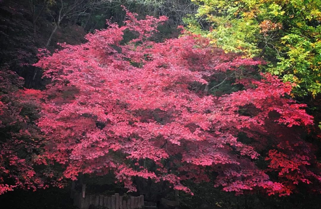 枫叶自驾最美路线,中国最美的枫叶大道