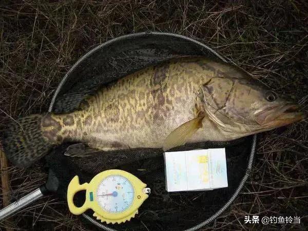 松花江鳜鱼生存环境,松花江的鳜鱼