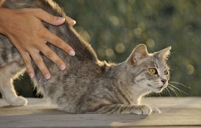 抚摸猫咪对你喵喵叫,抚摸猫咪的时候猫咪盯着你看