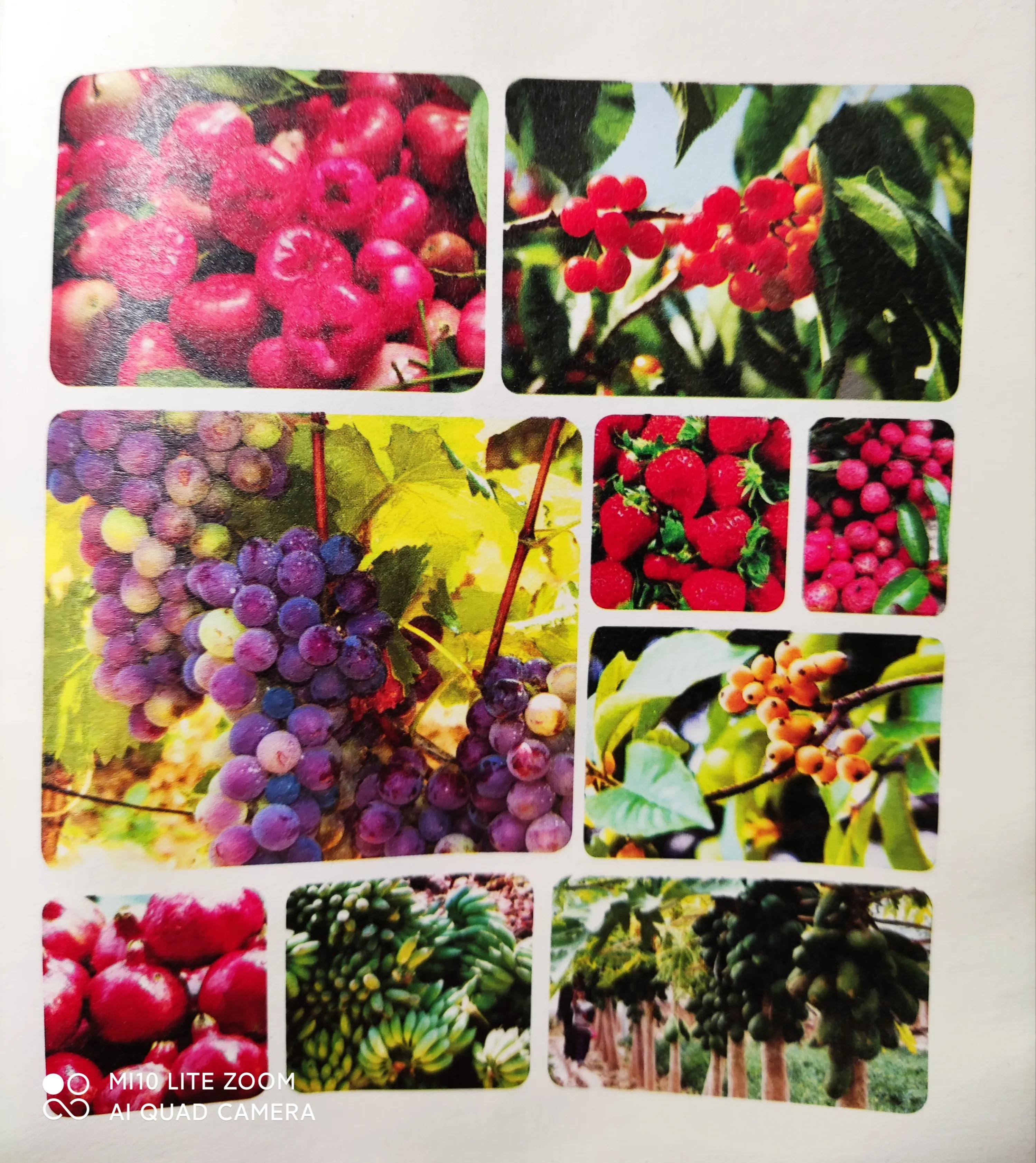 攀枝花水果上市时间表,攀枝花有什么水果特产