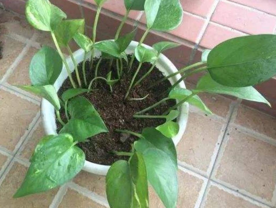 绿萝出现黄叶和烂根怎么处理,绿萝烂根黄叶的原因及解决方法