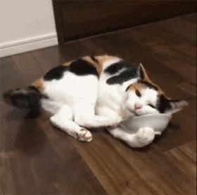 猫咪为什么吸了猫薄荷会那样,猫咪吸了猫薄荷后场面一度失控了