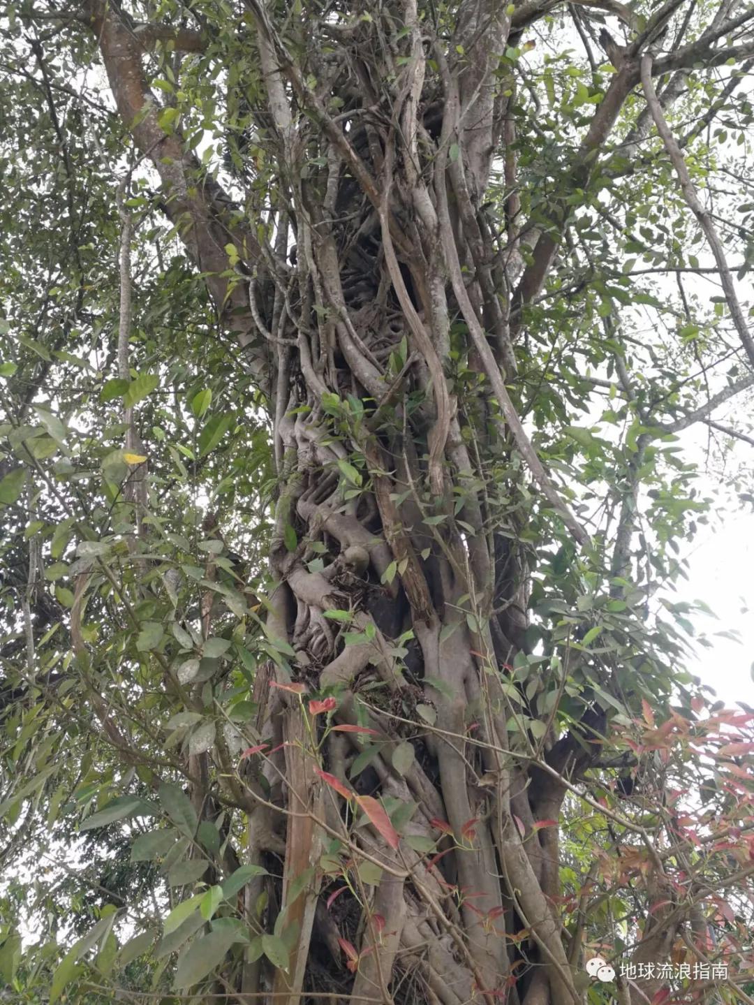 骑行中国day24:普洱市——大渡岗乡