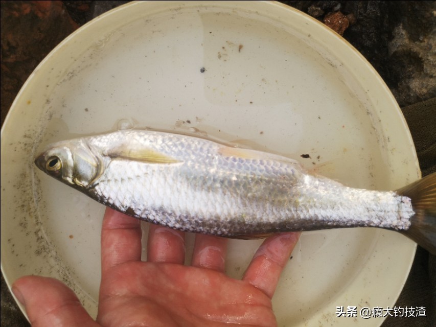 如何更好的钓小白条,钓白条的正确方法和技术