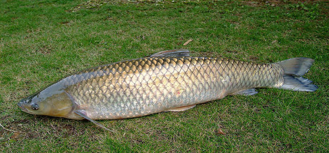 野钓大草鱼技术好钓到的鱼真不少,野钓大草鱼实用绝招