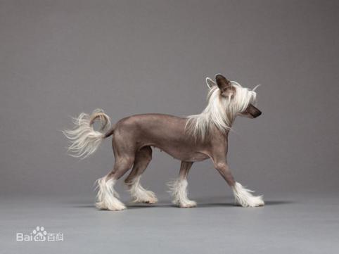 性格温顺的大型犬品种,宠物狗大型犬都有哪些品种