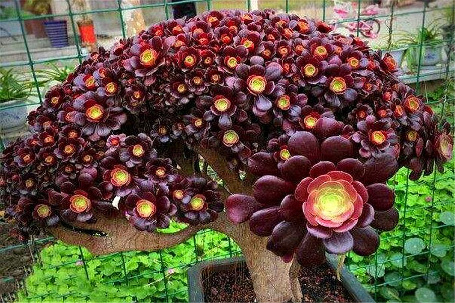 多肉紫馨如何养护,多肉紫羊绒用什么土