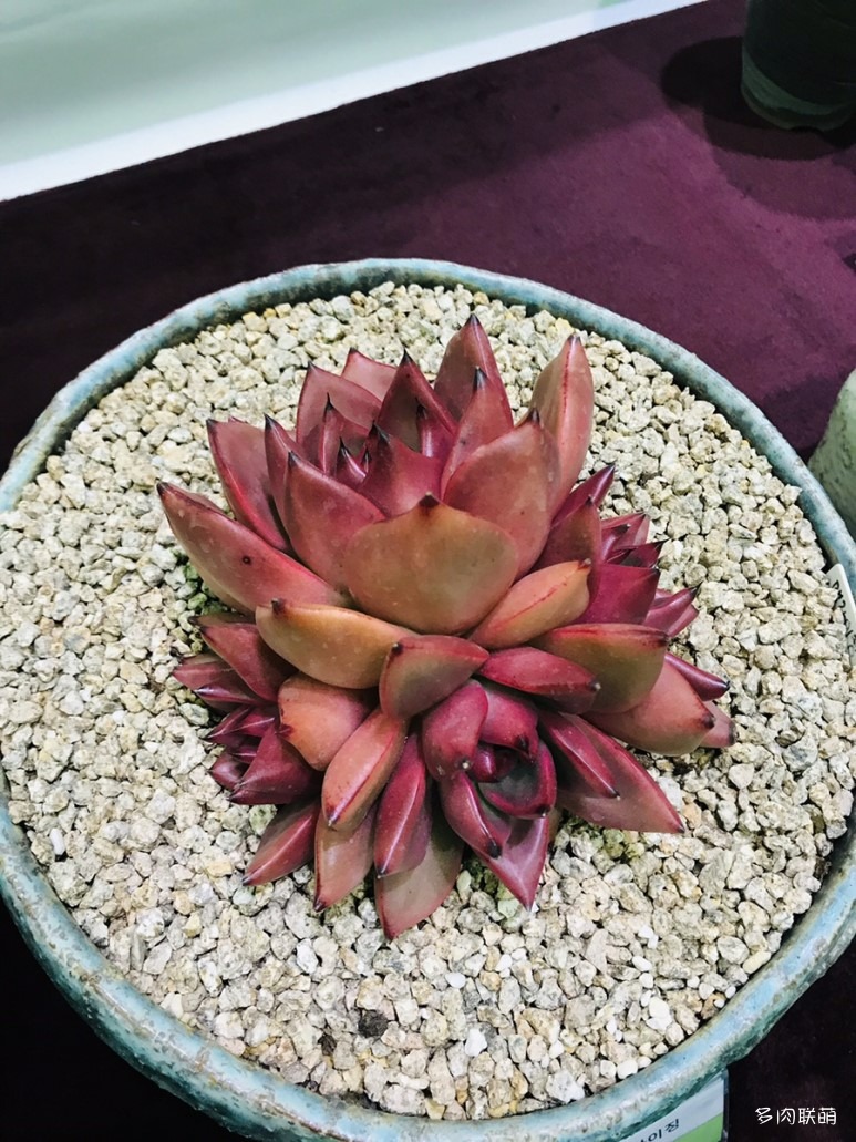 多肉欣赏桃美人,多肉植物欣赏