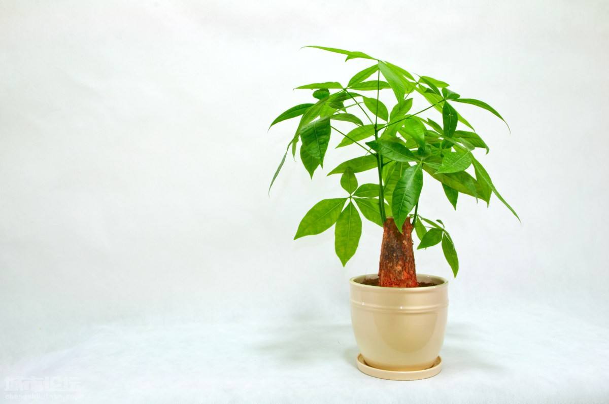 发财树枝干烂了怎么办,发财树枝枯了怎么挽救