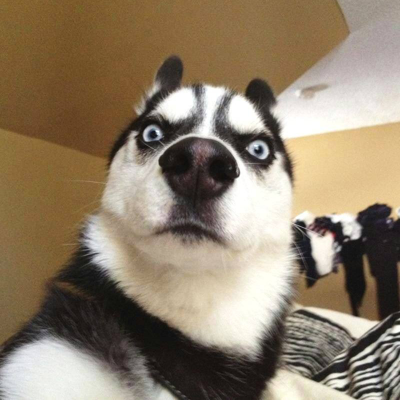 新手养龟买多大龟比较好养,新手养龟哪种龟最好养