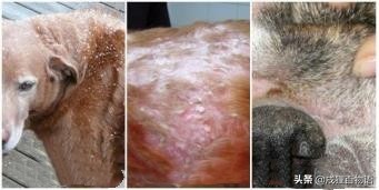 宠物皮肤病有哪些鉴别方法,宠物皮肤病怎么测试是哪种