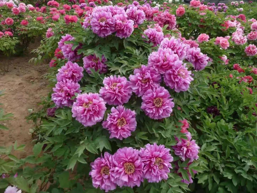 国色天香牡丹花雍容华贵,花中之王国色天香牡丹花