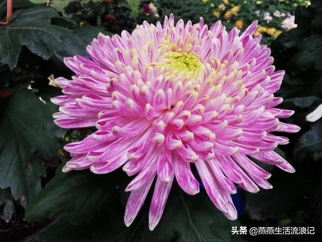 菊花开过后如何养护来年再开花,菊花的详细养护和技巧