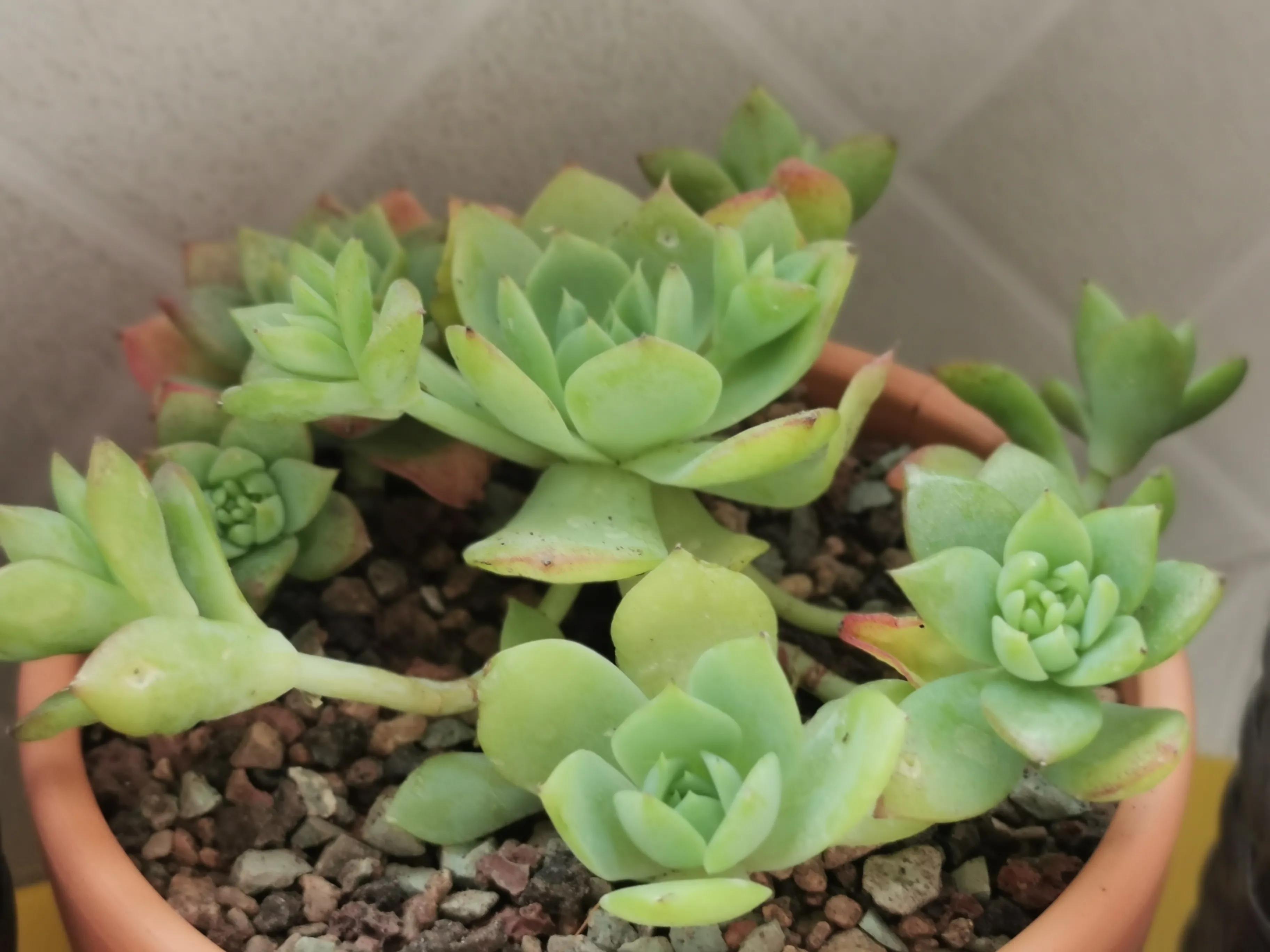 多肉品种大全大集合,多肉35元一盆图片