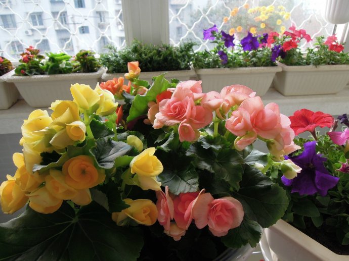 十月适合养什么花,十月现在季节养什么花不怕冷