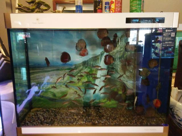 观赏鱼的气泡怎么处理,养观赏鱼水浑浊怎么办