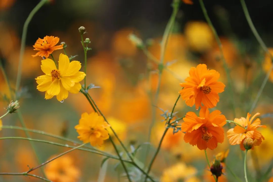 杭州的秋天随处可见都是美景,杭州西溪湿地美成调色盘
