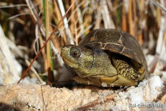 对于喂龟的宠物小零食,你是怎么看待的?