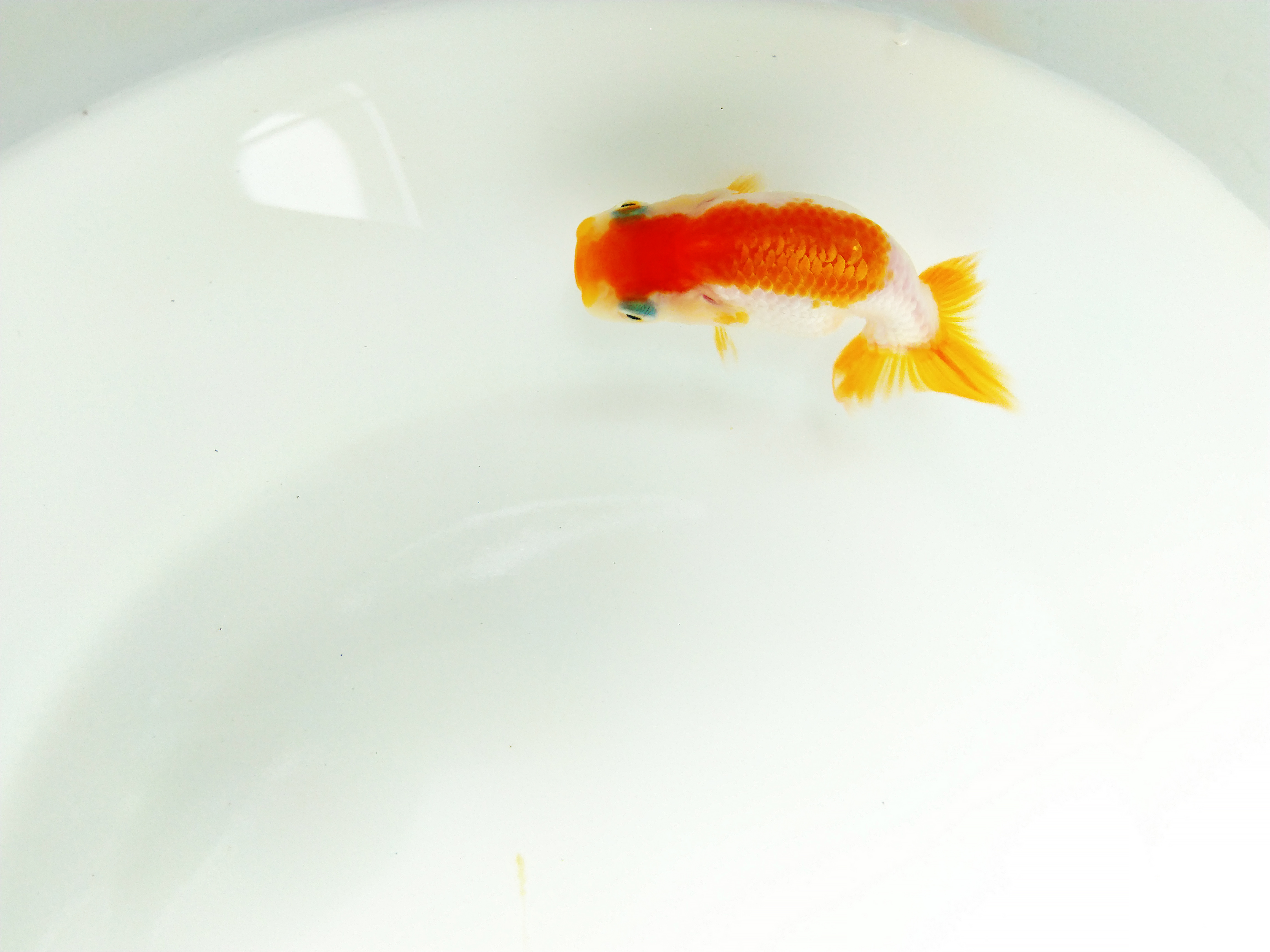 兰寿金鱼怎么养才能活得长久,兰寿金鱼当年好养还是两年好养