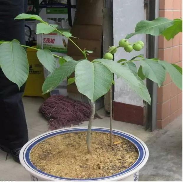 手串盘坏了别扔说不定价值上万,手串盘了两周之后用什么刷子好