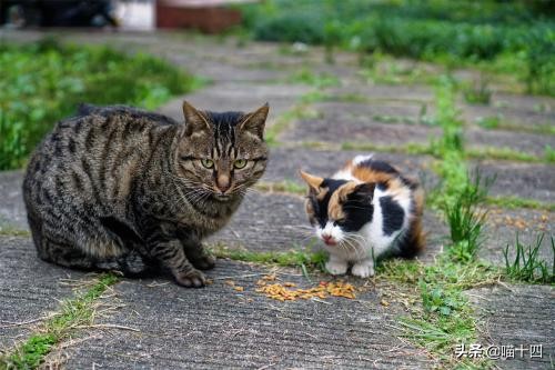 39天小猫软便,老是软便