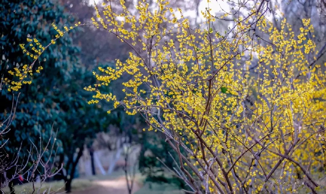 济南3月免费赏花攻略,花都开了济南周边赏花攻略收好