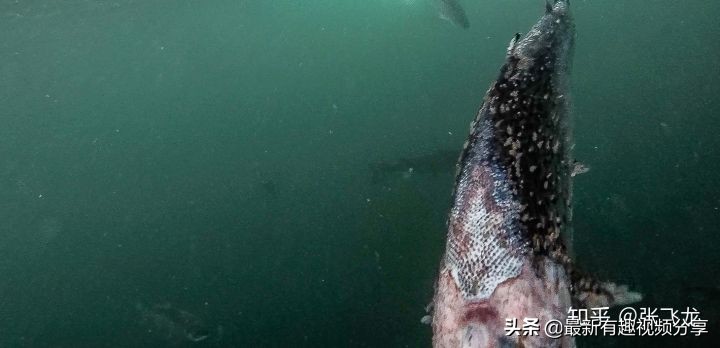 挪威三文鱼养殖环境恶劣纪录片,挪威三文鱼养殖环境恶劣新闻