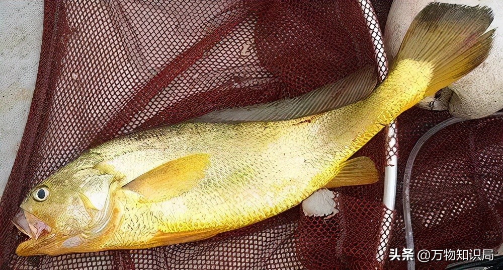 从喂鸡喂鸭到一条11万,我国狠心流放30年,为何还救不起一条鱼?