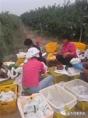 水果代办赚差价,水果贵有贵的道理