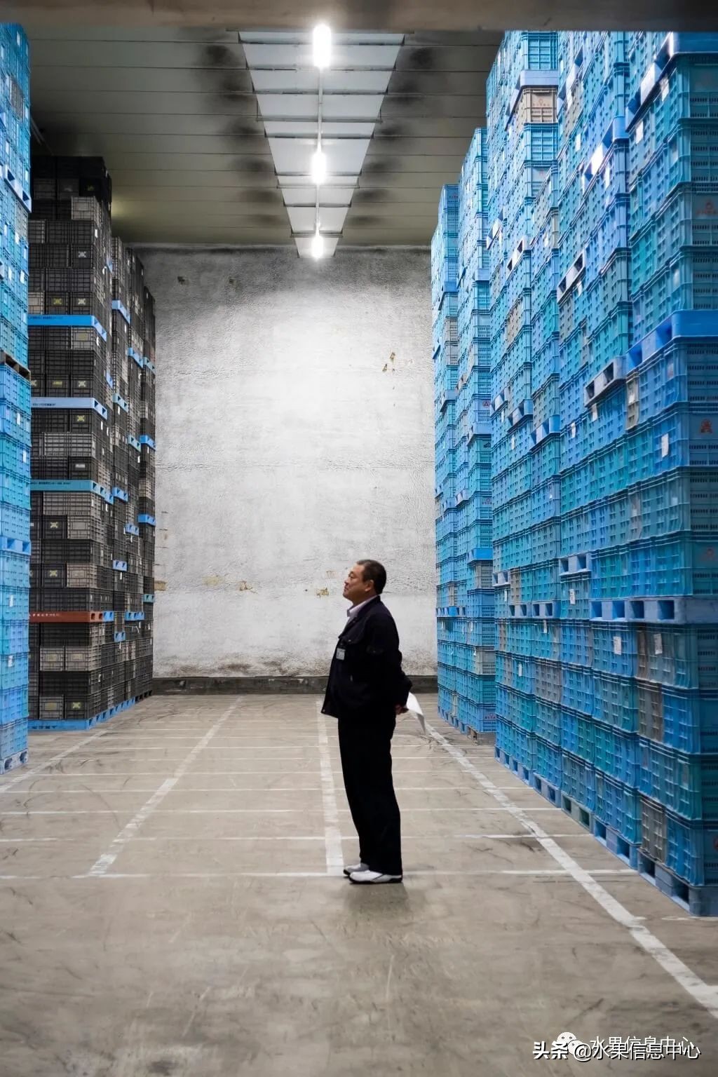 日本苹果种植现状,为什么日本苹果质量比中国的好