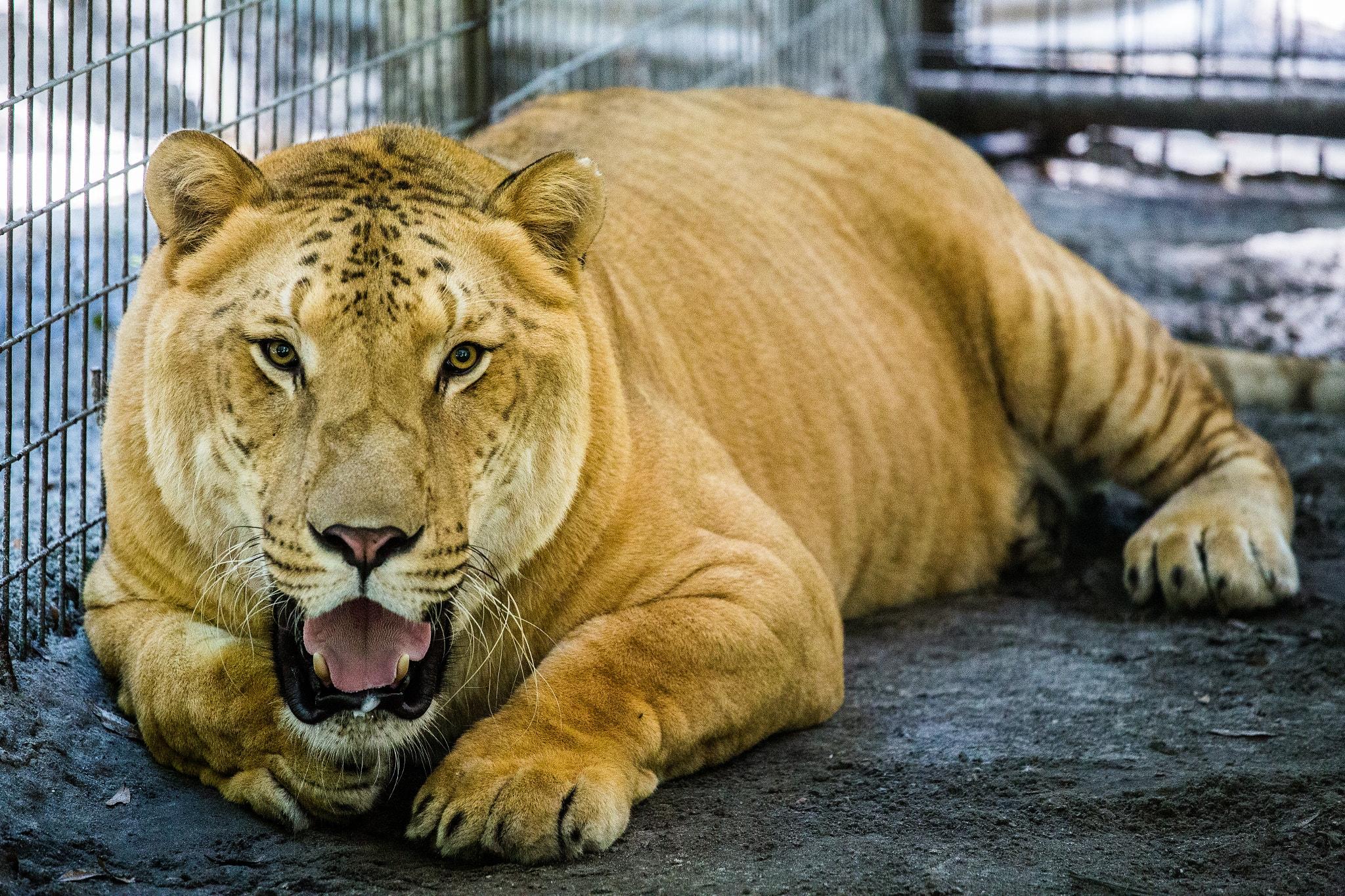 狮虎兽超过1000斤,狮虎幼崽体型对比