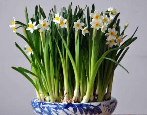 网上买的水培栀子花可以用土养吗,有哪些可以水培的花