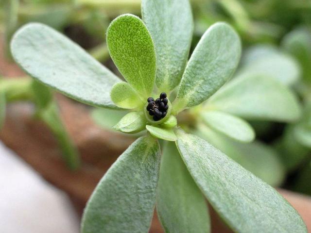 预防植物生虫可以用什么药,植物长虫可以用消毒水喷吗