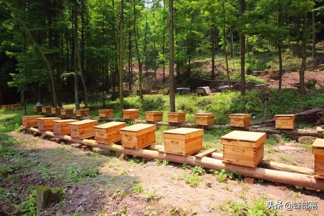 涔℃潙鎸叴铚滆渹鍙戝睍,铚滆渹鍔╁姏涔℃潙鎸叴