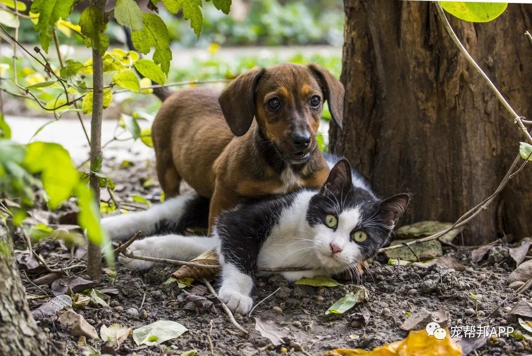 听说rawz狗粮可以喂猫？