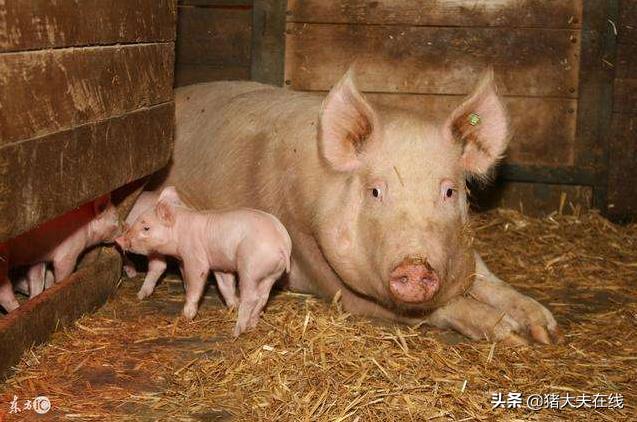 母猪体温38度以下大便发黑,母猪体温37.8流鼻涕怎么治疗