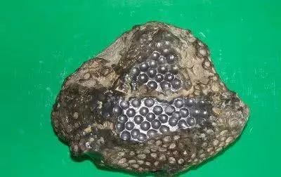 石头和陨石的区别,陨石和石头怎么区分