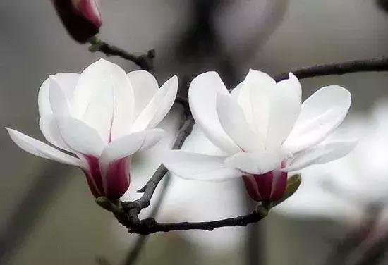 哪些花卉可以治疗鼻炎,农村常见的植物专治鼻炎