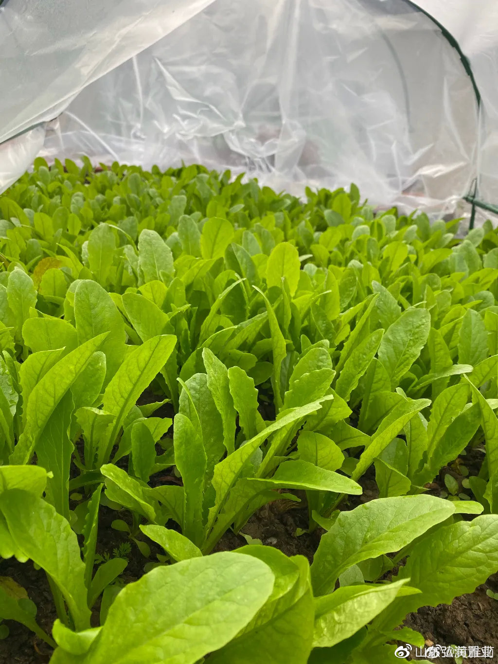 李子柒的城市视频,城市版的李子柒